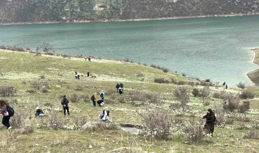Şanlıurfa’da doğasever, bahar çiçeği nergisleri görüntülemek için yağış altında kilometrelerce