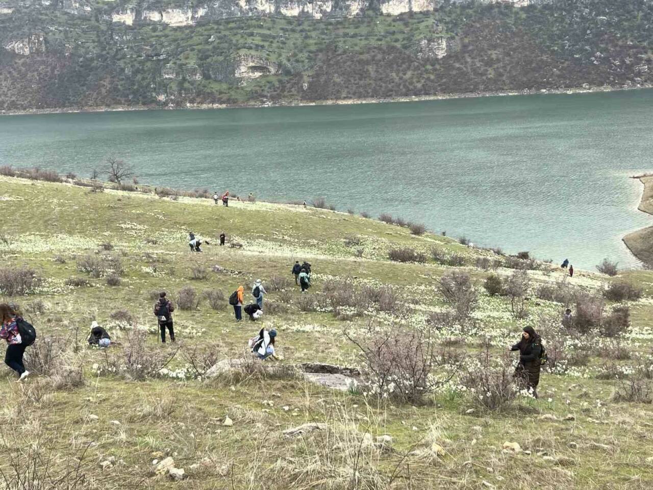 Şanlıurfa’da doğasever, bahar çiçeği nergisleri görüntülemek için yağış altında kilometrelerce