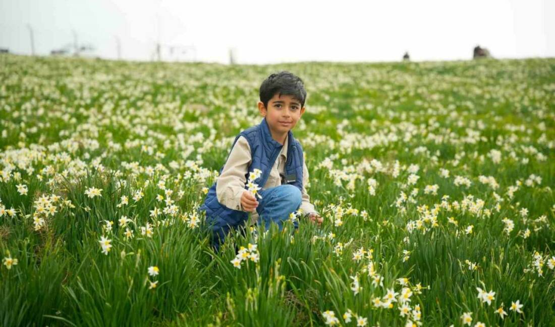 Adıyaman’ın Gerger ilçesine bağlı Üçkaya köyünde doğada kendiliğinden yetişen nergisler,