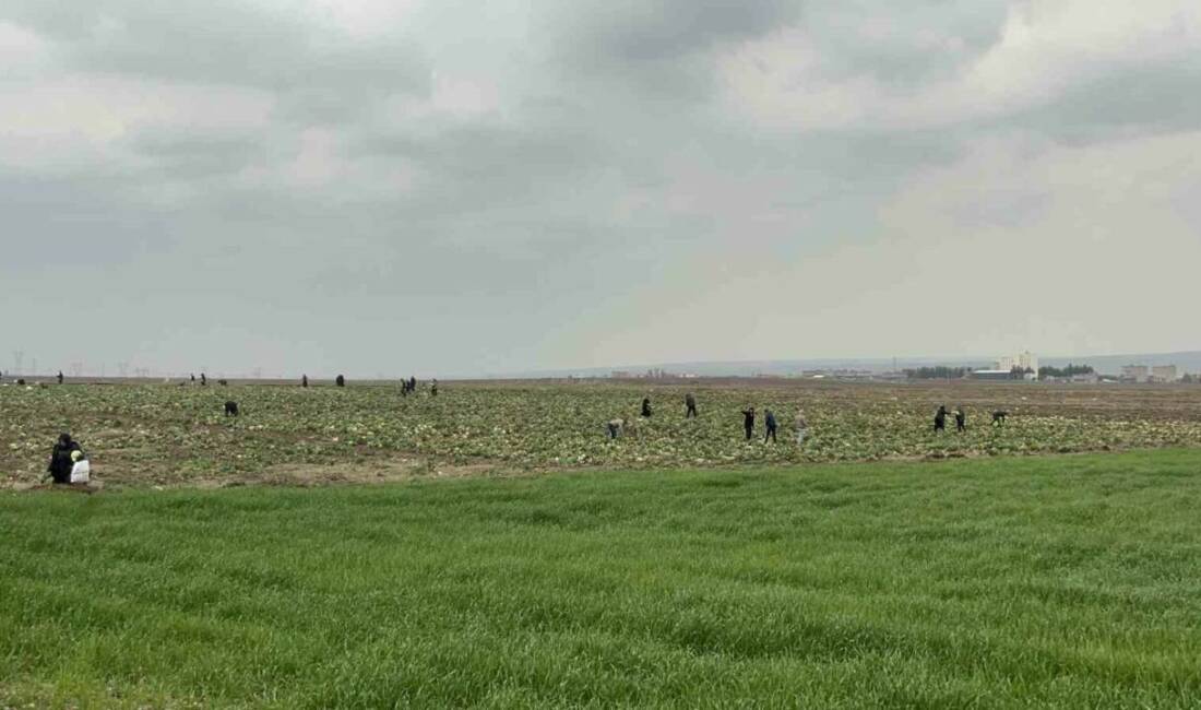Batman’da ürünlerini satamayan bir çiftçi, çareyi lahanaları ücretsiz dağıtmakta buldu.