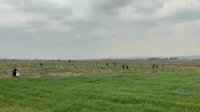 Batman’da ürünlerini satamayan bir çiftçi, çareyi lahanaları ücretsiz dağıtmakta buldu.