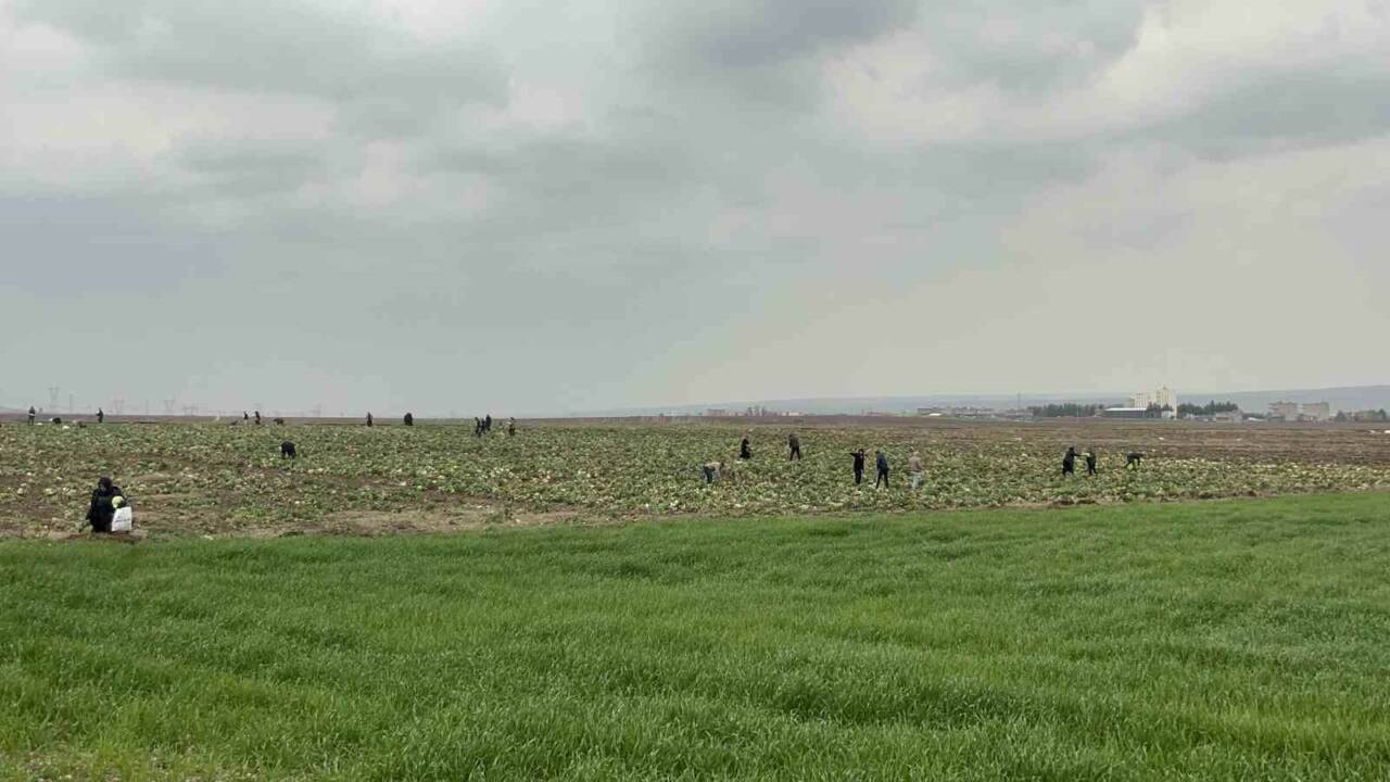 Batman’da ürünlerini satamayan bir çiftçi, çareyi lahanaları ücretsiz dağıtmakta buldu.