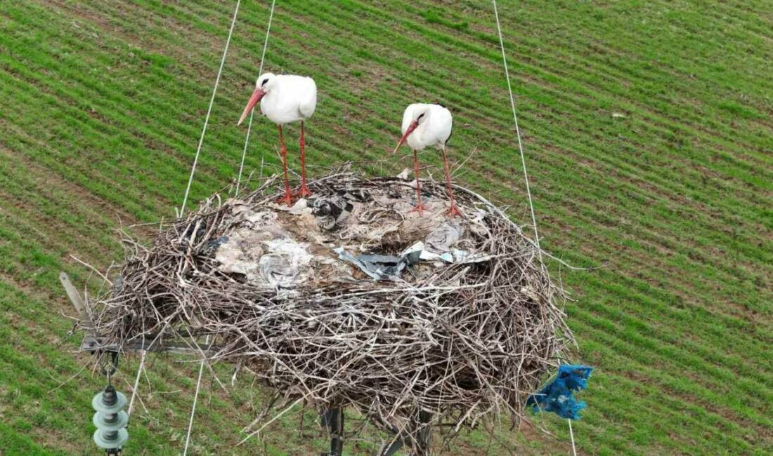 Dicle Nehri, Bismil ilçesinden geçerek leyleklere ev sahipliği yapıyor; leylekler,
