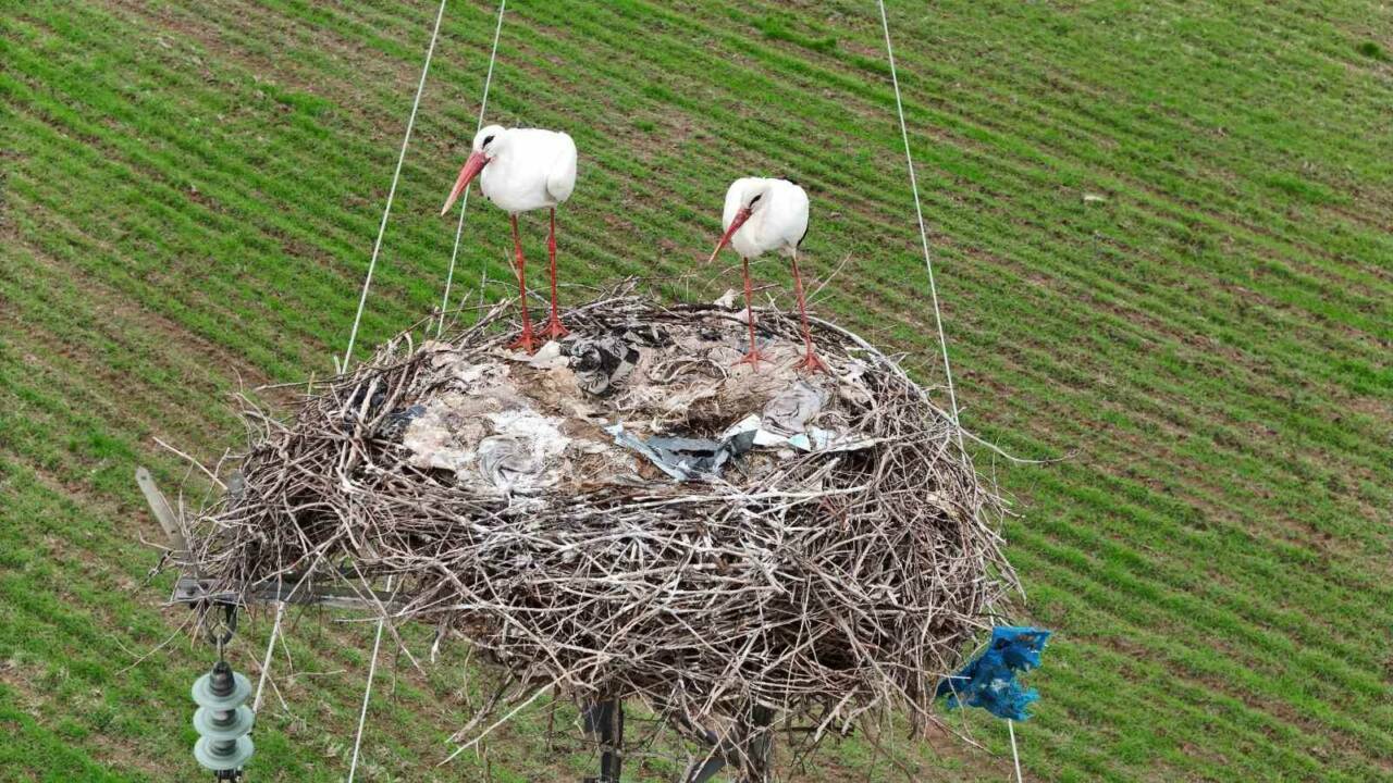 Dicle Nehri, Bismil ilçesinden geçerek leyleklere ev sahipliği yapıyor; leylekler,