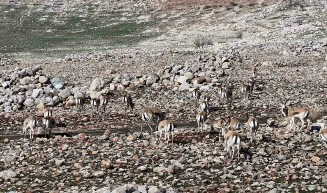 Şırnak’ın Silopi ve Cizre ilçeleri sınırlarında yer alan Cudi Dağı