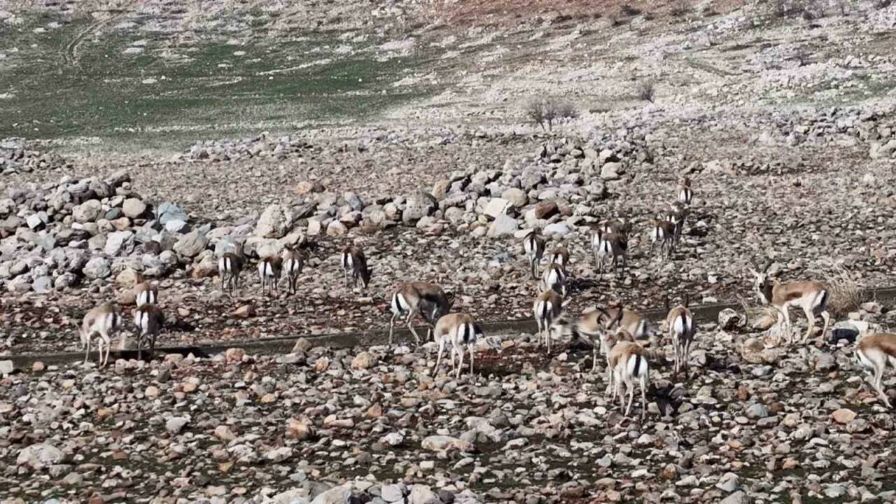 Şırnak’ın Silopi ve Cizre ilçeleri sınırlarında yer alan Cudi Dağı