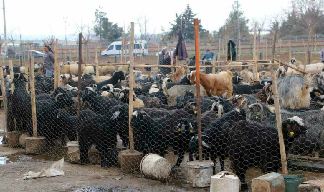 Diyarbakır’da Ramazan Bayramı öncesi kasaplara güvenmeyen vatandaşlar, sofraya bırakacağı eti