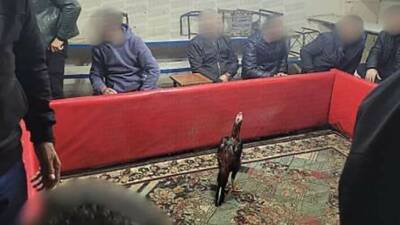 Horoz dövüşü operasyonunda 60'tan fazla kişi yakalanırken, dövüşlerde kullanılan horozlar