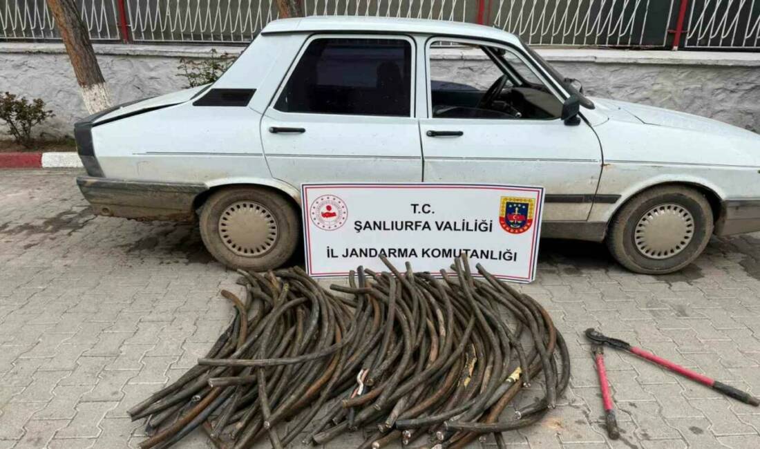 Şanlıurfa’da, Tarım İşletmeleri Genel Müdürlüğü (TİGEM) Ceylanpınar Tarım İşletmesi arazisinde