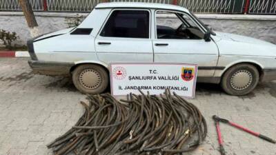 Şanlıurfa’da, Tarım İşletmeleri Genel Müdürlüğü (TİGEM) Ceylanpınar Tarım İşletmesi arazisinde