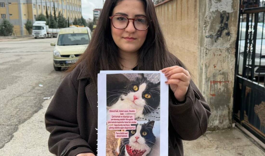 Adıyaman'da kaybolan 7 yaşındaki kedi için altın ödülü verilecek, ailesi