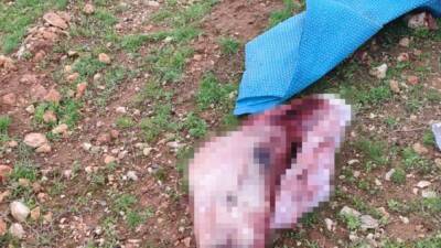 Şanlıurfa’nın Eyyübiye ilçesinde çuval içerisinde kesilmiş at başı ve parçalarının