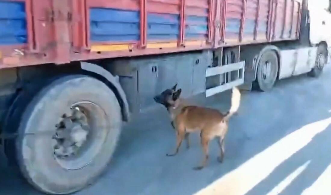 Şanlıurfa’da durdurulan bir tırda 33 kilogram skunk maddesi ele geçirildi,
