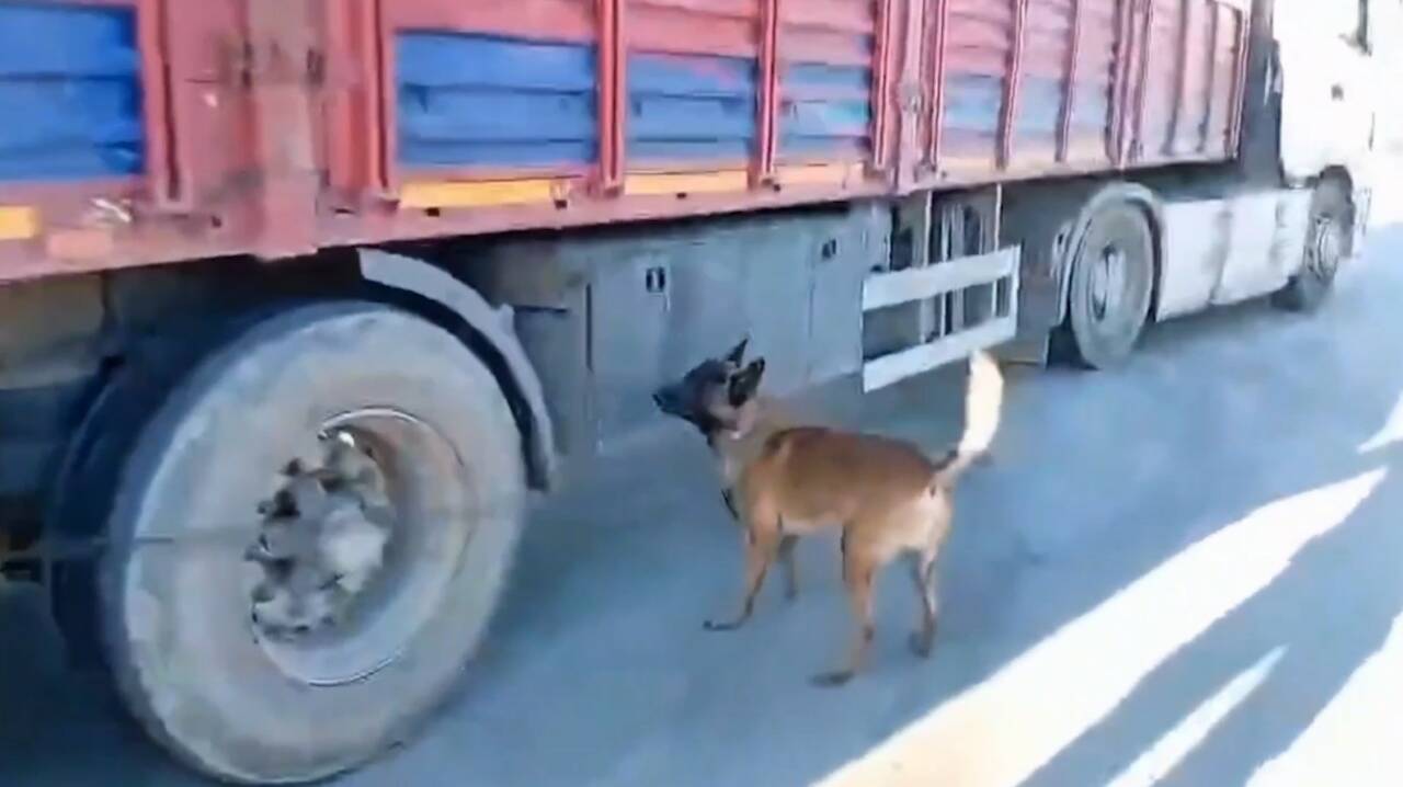 Şanlıurfa’da durdurulan bir tırda 33 kilogram skunk maddesi ele geçirildi,