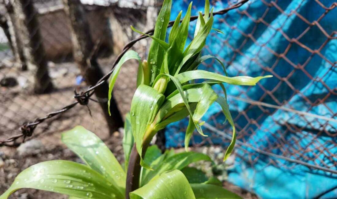 Şırnak ve bölgesinde yetişen ters laleler çiçek açtı. Yılın 20