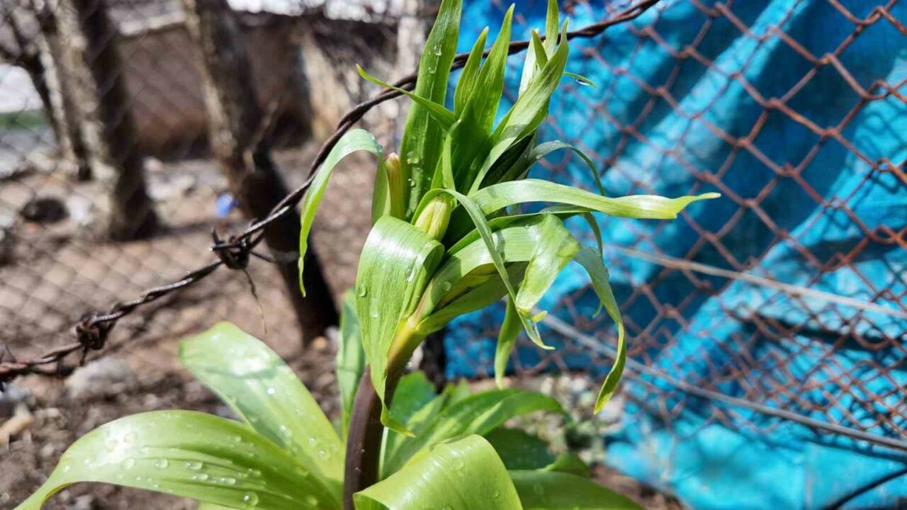Şırnak ve bölgesinde yetişen ters laleler çiçek açtı. Yılın 20