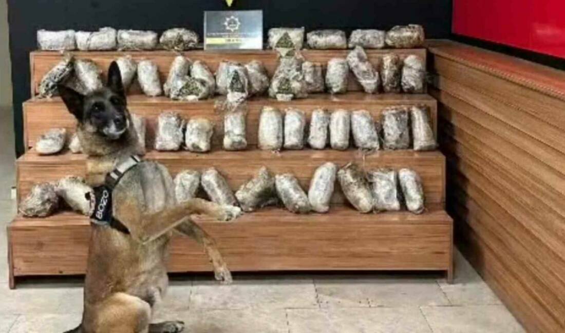 Şanlıurfa'da düzenlenen operasyonda 17 kilo 550 gram skunk ele geçirilirken,