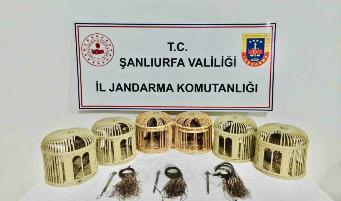 Şanlıurfa'da jandarma, yasaklı yöntemlerle keklik avlayan 3 şüpheliyi yakalayarak araçlarında