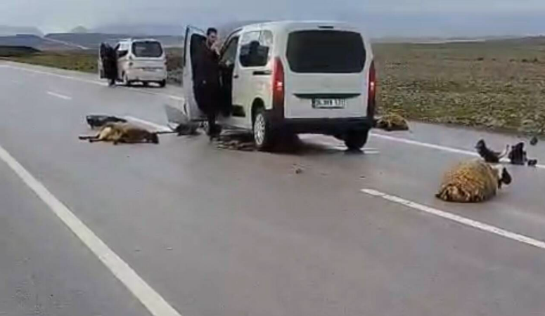 Şanlıurfa’nın Siverek ilçesinde hafif ticari aracın yolun karşısına geçen sürüye