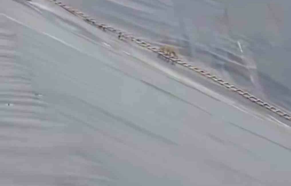 Şanlıurfa'da bir yapay gölette mahsur kalan çakal, itfaiye ekiplerinin uzattığı