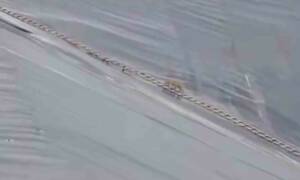 Şanlıurfa'da bir yapay gölette mahsur kalan çakal, itfaiye ekiplerinin uzattığı