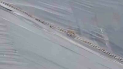 Şanlıurfa'da bir yapay gölette mahsur kalan çakal, itfaiye ekiplerinin uzattığı