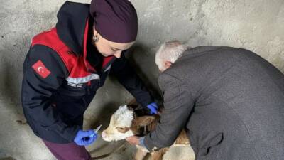 Adıyaman’da hayvanlardan insanlara bulaşabilen zoonoz hastalıklarla mücadele kapsamında aşılama çalışmaları
