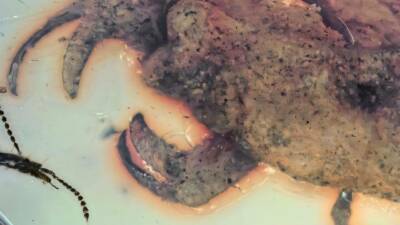 Myanmar'da kehribar içinde bozulmadan hapsolmuş bir fosil sayesinde pençeli bir