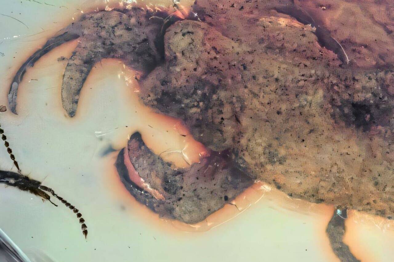 Myanmar'da kehribar içinde bozulmadan hapsolmuş bir fosil sayesinde pençeli bir