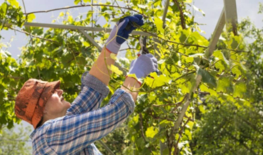Adıyaman'da yürütülen projeler kapsamında meyve üretimi ve bağcılığın geliştirilmesine yönelik