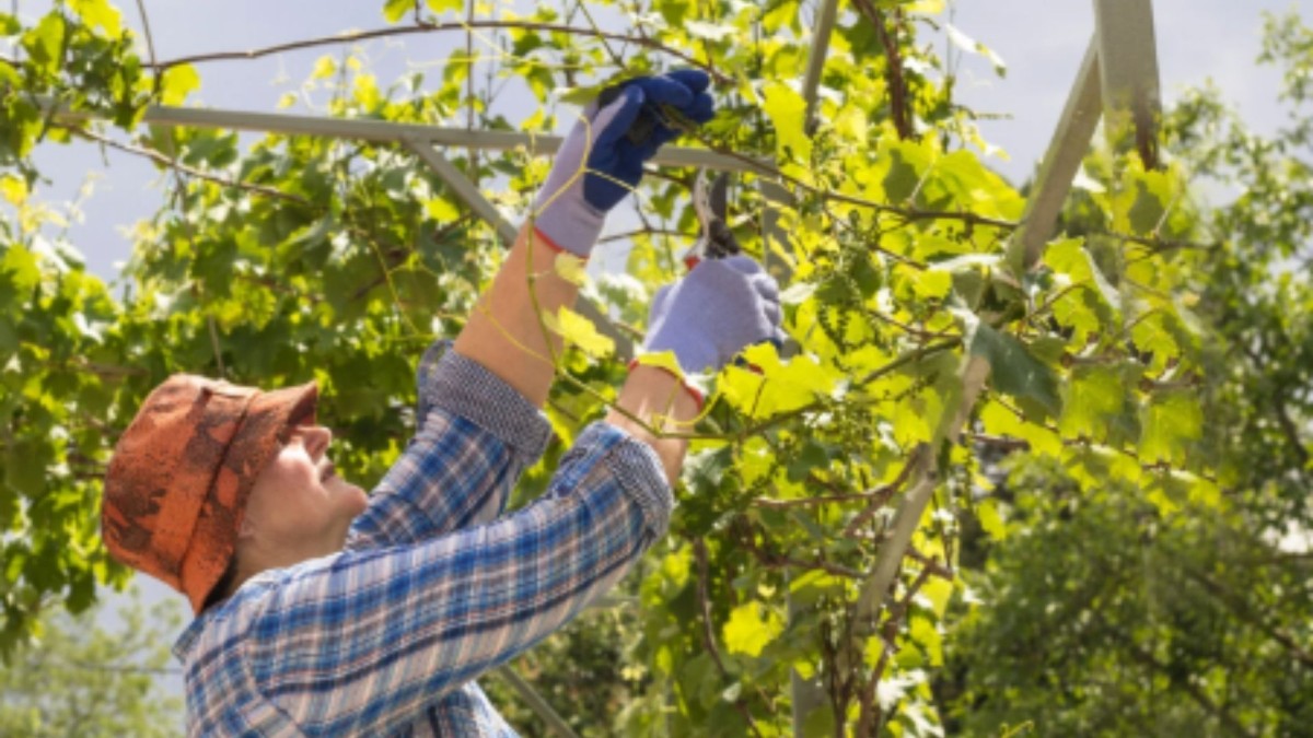 Adıyaman'da yürütülen projeler kapsamında meyve üretimi ve bağcılığın geliştirilmesine yönelik