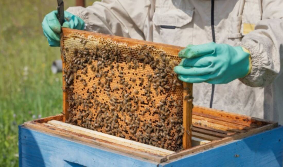 Adıyaman İl Tarım ve Orman Müdürlüğü, Arılı Kovan Projesi kapsamında