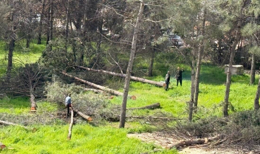 Adıyaman Yunus Emre Mahallesi'nde çam ağaçlarının kesilmesi vatandaşların tepkisine neden