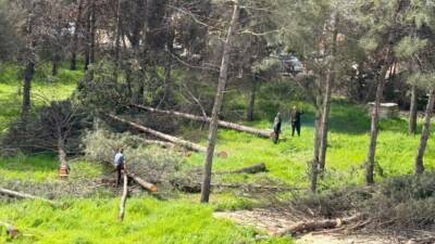 Adıyaman Yunus Emre Mahallesi'nde çam ağaçlarının kesilmesi vatandaşların tepkisine neden