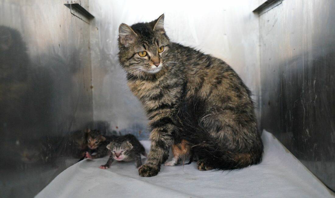 Adıyaman’da duyarlı vatandaşların dikkati, yeni doğan yavru kedilerin hayata tutunmasını