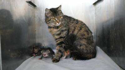 Adıyaman’da duyarlı vatandaşların dikkati, yeni doğan yavru kedilerin hayata tutunmasını