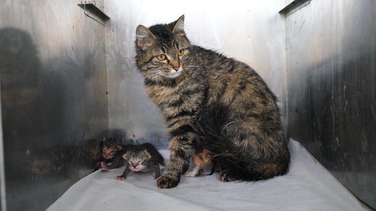 Adıyaman’da duyarlı vatandaşların dikkati, yeni doğan yavru kedilerin hayata tutunmasını