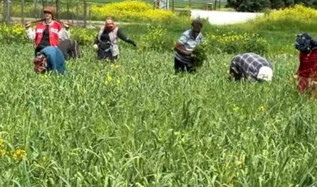 Gaziantep’in Araban ilçesinde, bu yıl yaklaşık 30 bin dönüm alanda