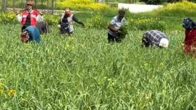 Gaziantep’in Araban ilçesinde, bu yıl yaklaşık 30 bin dönüm alanda