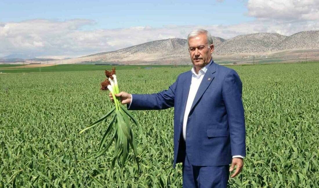 Gaziantep’in Araban ilçesinde son günlerde etkili olan yağışların ardından sarımsak