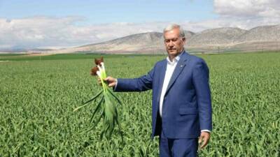 Gaziantep’in Araban ilçesinde son günlerde etkili olan yağışların ardından sarımsak