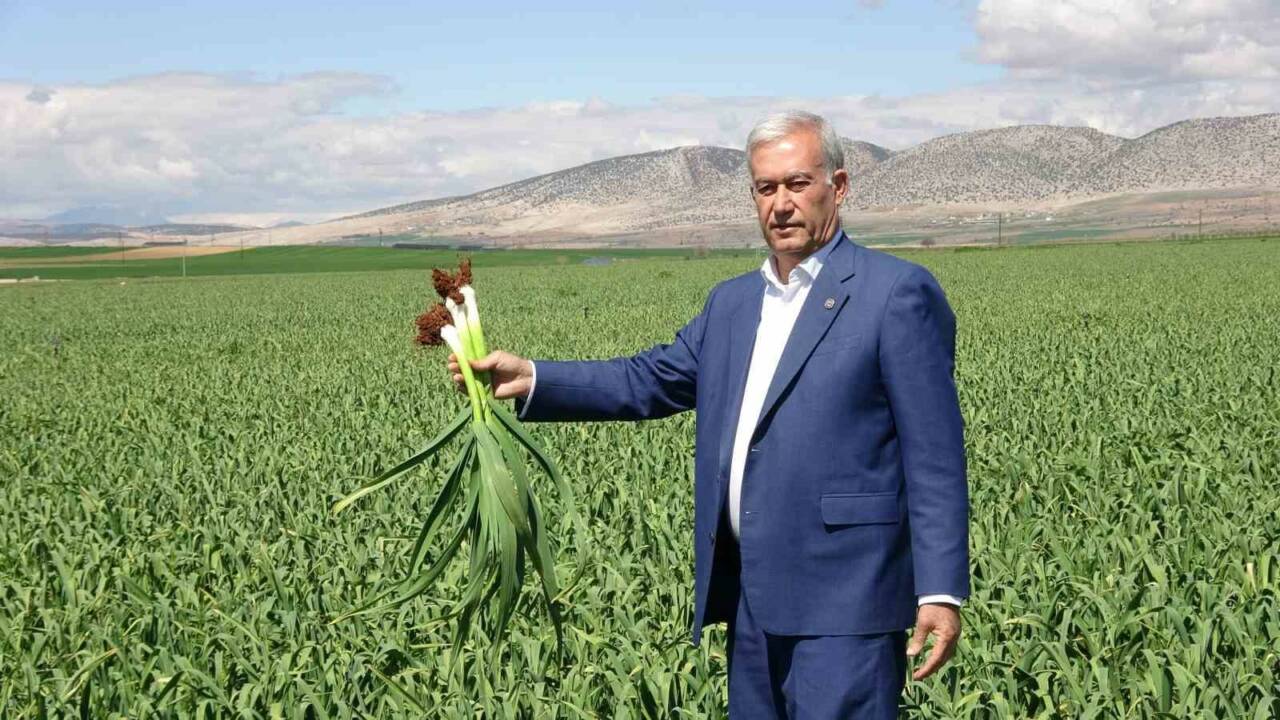 Gaziantep’in Araban ilçesinde son günlerde etkili olan yağışların ardından sarımsak