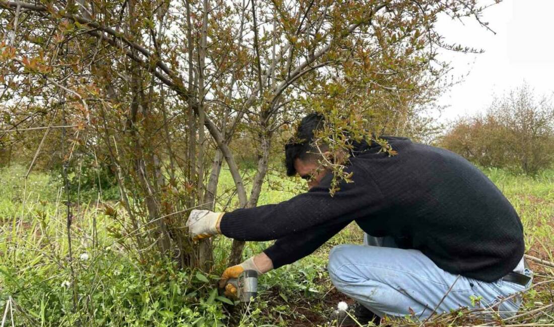 Avrupa Birliği (AB) tarafından tescillenen Suruç narında baharın gelmesiyle birlikte