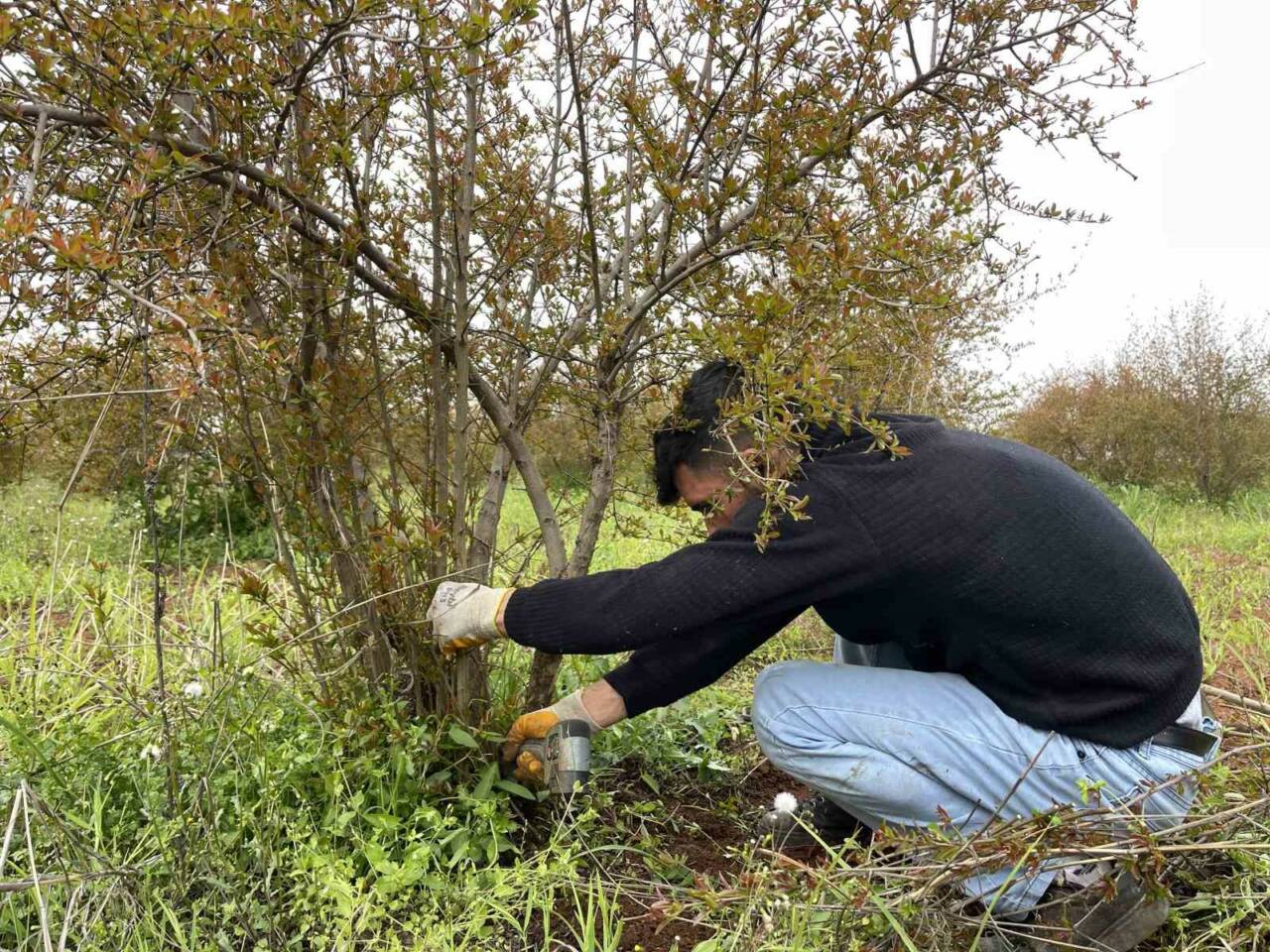 Avrupa Birliği (AB) tarafından tescillenen Suruç narında baharın gelmesiyle birlikte