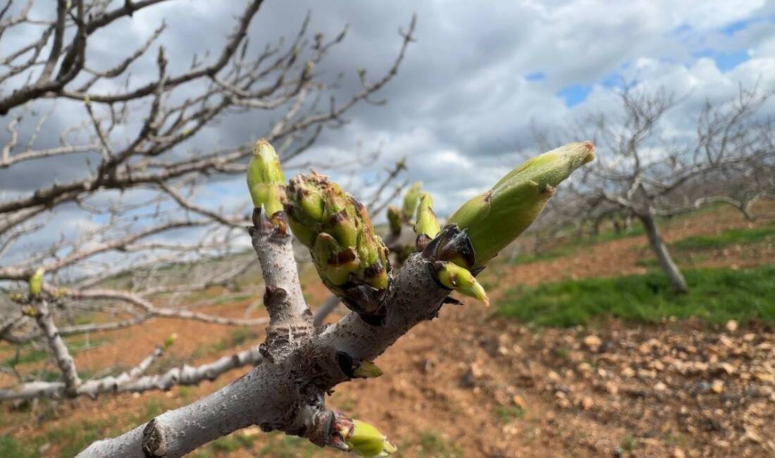 Bu yıl Şanlıurfa’da yaşanan yoğun yağışlardan sonra Antep fıstığı ağaçlarında