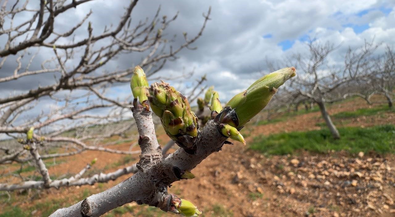 Bu yıl Şanlıurfa’da yaşanan yoğun yağışlardan sonra Antep fıstığı ağaçlarında