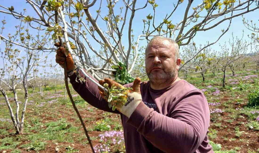 Gaziantep’in Araban ilçesinde, Antep fıstığı ağaçlarının uyanmasıyla birlikte üreticiler, verimi