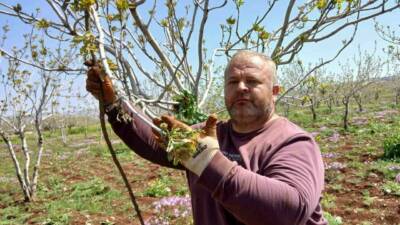 Gaziantep’in Araban ilçesinde, Antep fıstığı ağaçlarının uyanmasıyla birlikte üreticiler, verimi