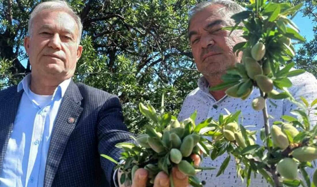Gaziantep’in Araban ilçesinde yetişen badem çağlası, sofralardaki yerini aldı.