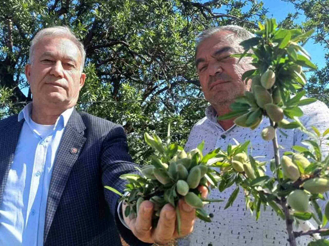 Gaziantep’in Araban ilçesinde yetişen badem çağlası, sofralardaki yerini aldı.